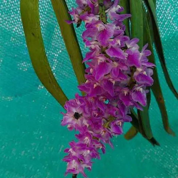 Aerides_Multiflora_Roxbury_/_Multiflorum_fragrant_orchid
